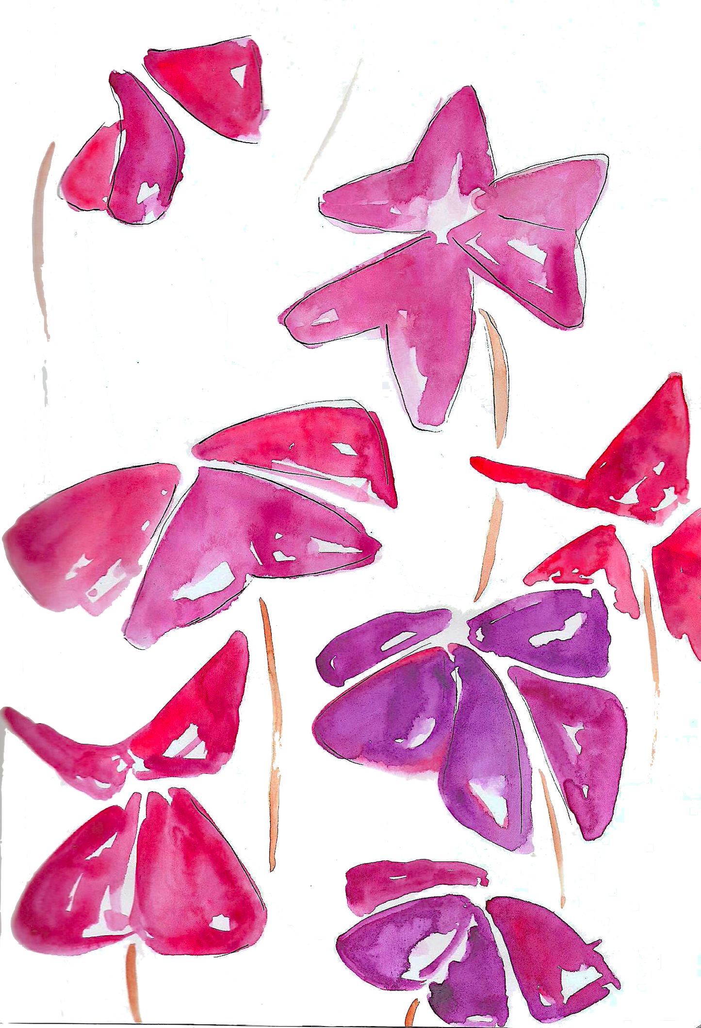 Rare Oxalis