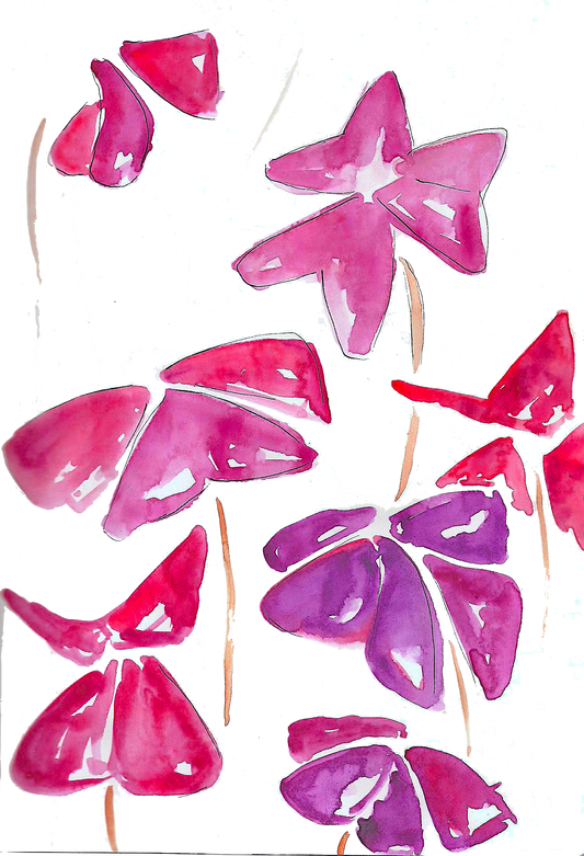 Rare Oxalis